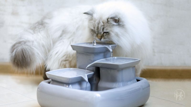 Recenzja: Ceramiczna fontanna dla kota Miaustore
