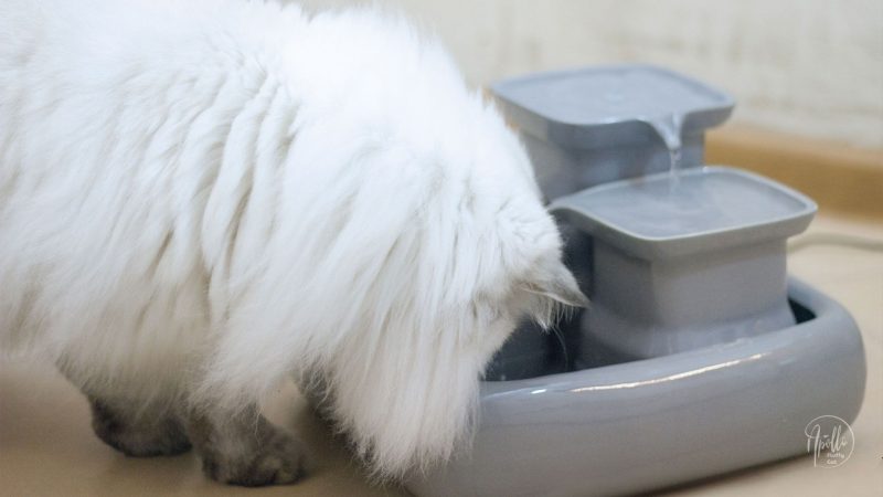 How to connect and disconnect the pump in the Miaustore ceramic cat fountain