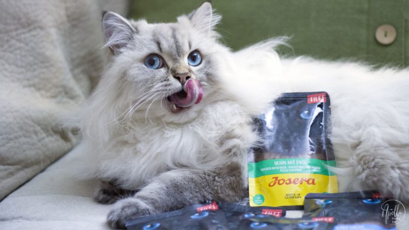Review: Josera wet cat food