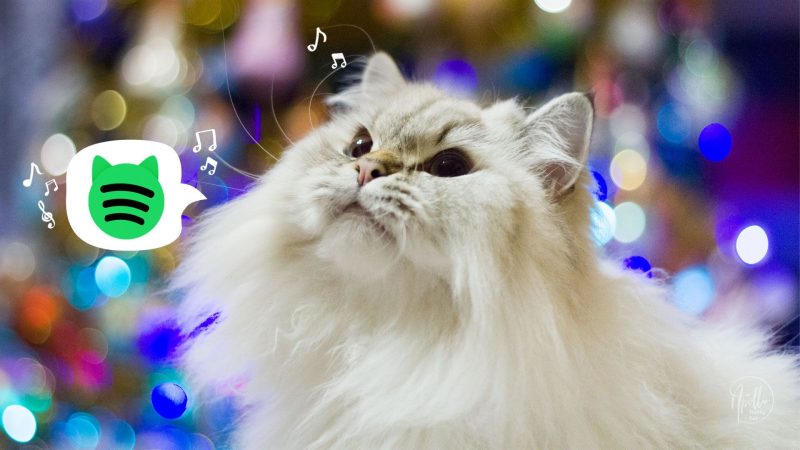Muzyka dla kotów na Spotify