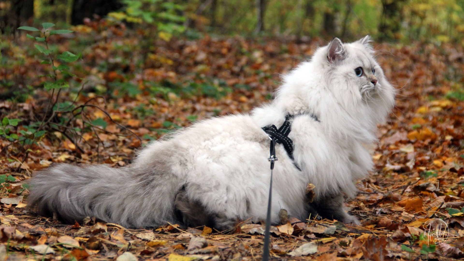 Jesienny spacer z kotem po lesie