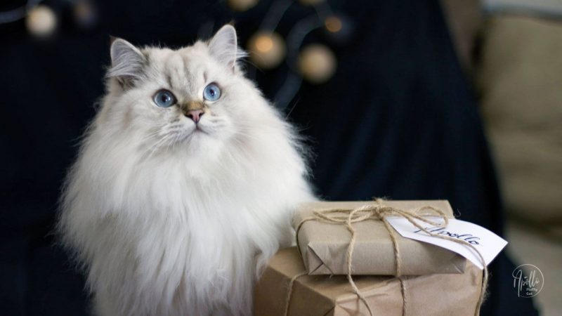 How to keep your cat safe and healthy during Holidays & New Year’s Eve