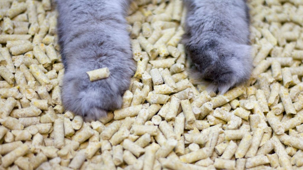 Ecofriendly ways to dispose any kind of cat litter » Apollo Fluffy Cat