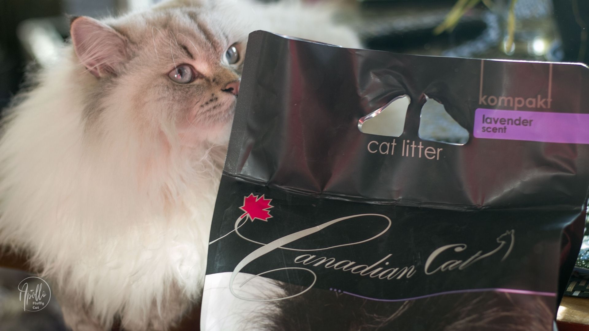 Recenzja: Canadian Cat żwirek bentonitowy