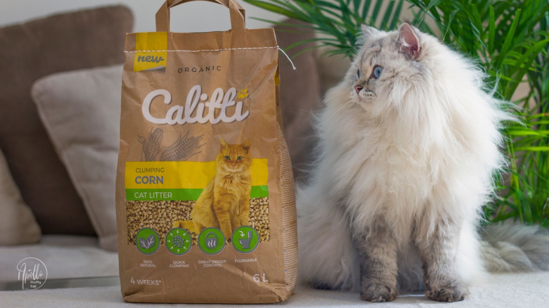 Review: Calitti Corn cat litter