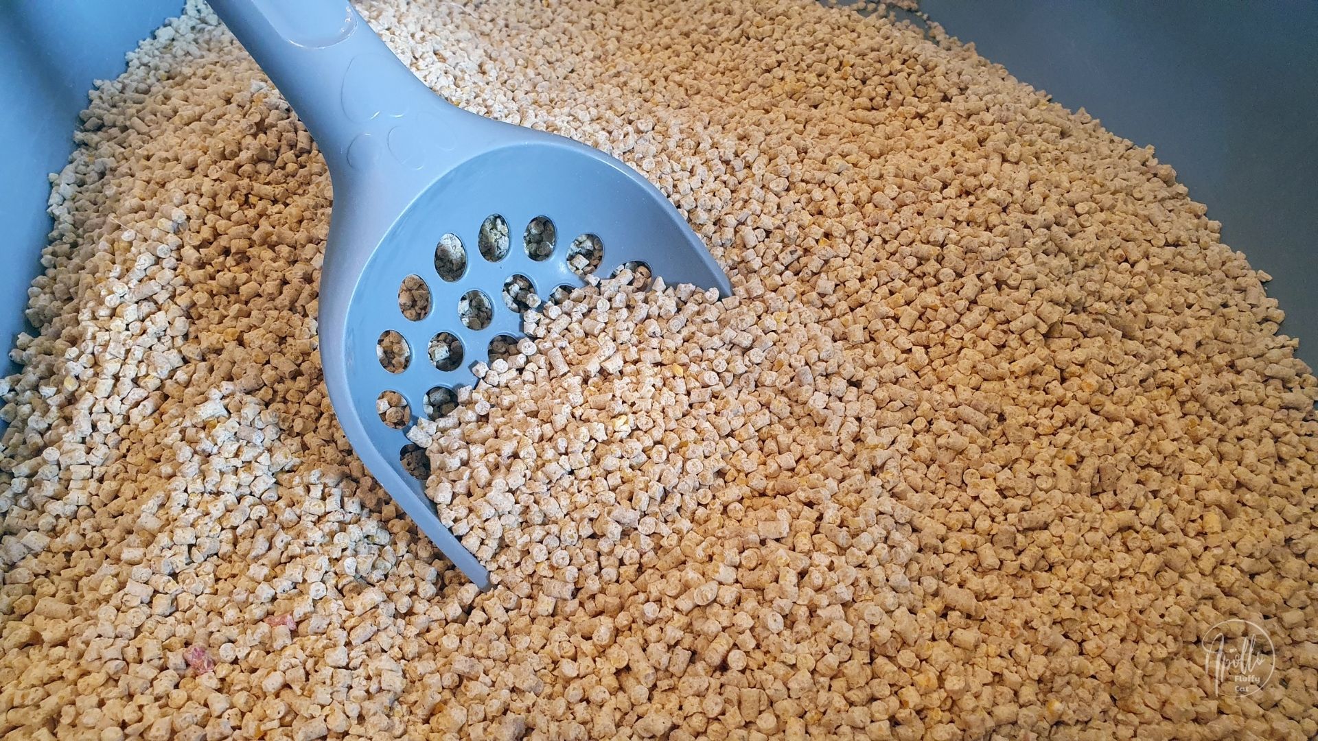 review-calitti-corn-cat-litter-apollo-fluffy-cat-blog-about-cats