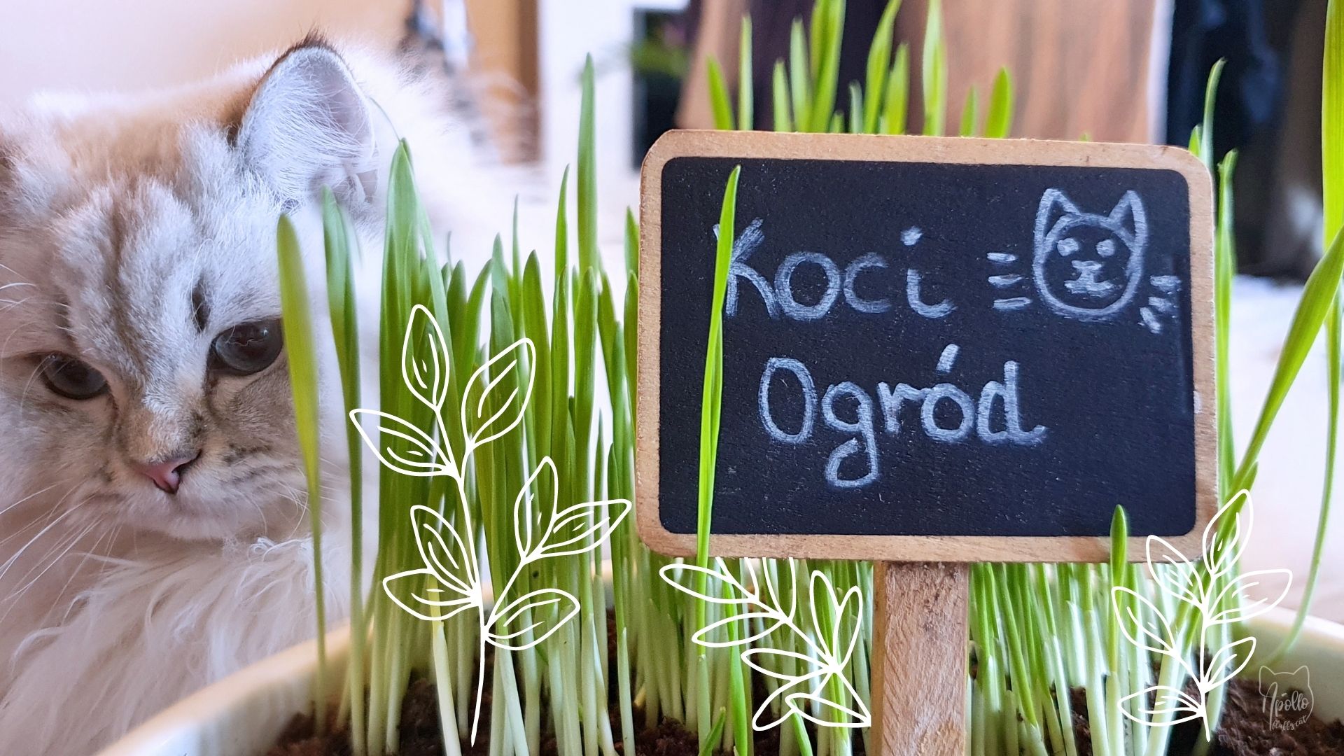 Grow your own herbs and grass for cats