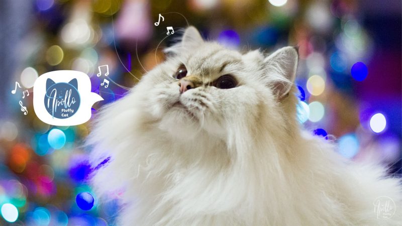 Mój blog znalazł się na liście Top 100 Cat Blogs 2020