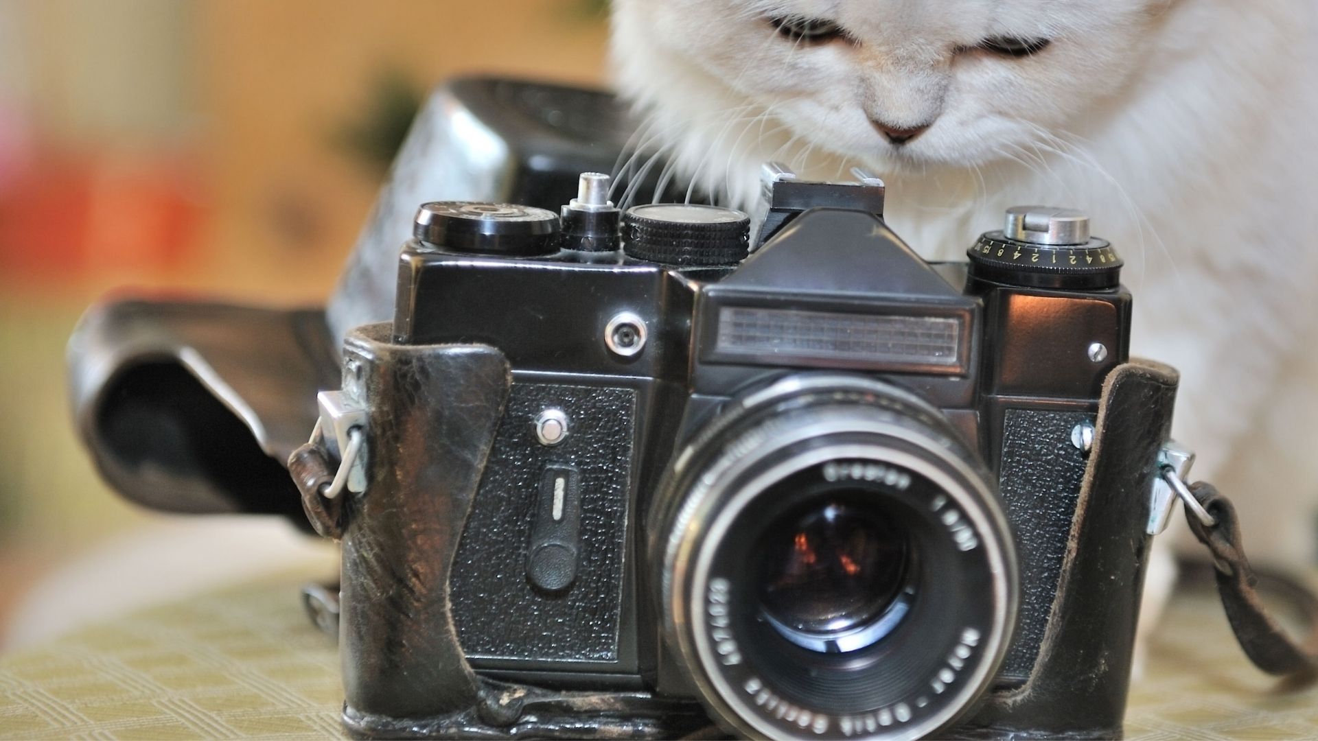 Kocia sesja zdjęciowa: jak zrobić kotu idealne zdjęcie? – rozmowa z kocią fotografką Moniką Knapik