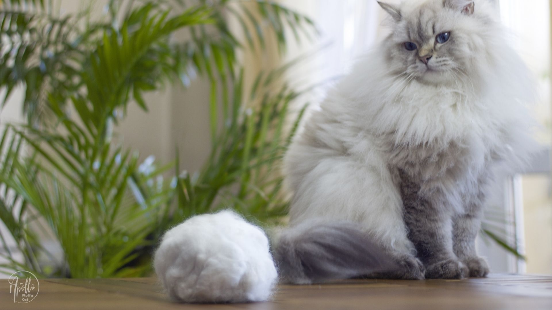 What are hairballs and how to prevent them