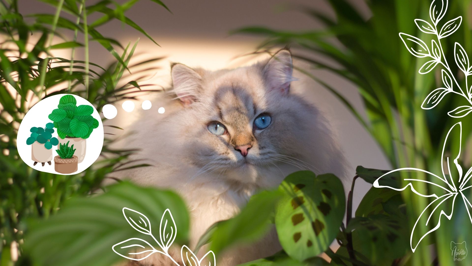 Cat-friendly indoor houseplants for beginners