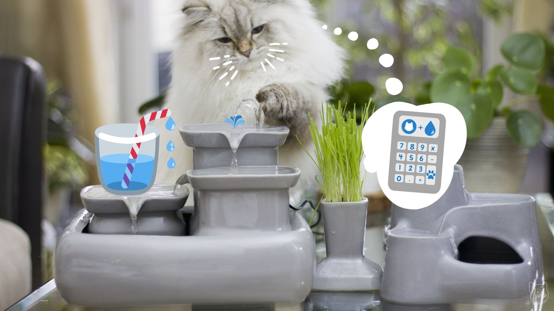 Kalkulator: Ile wody powinien pić kot