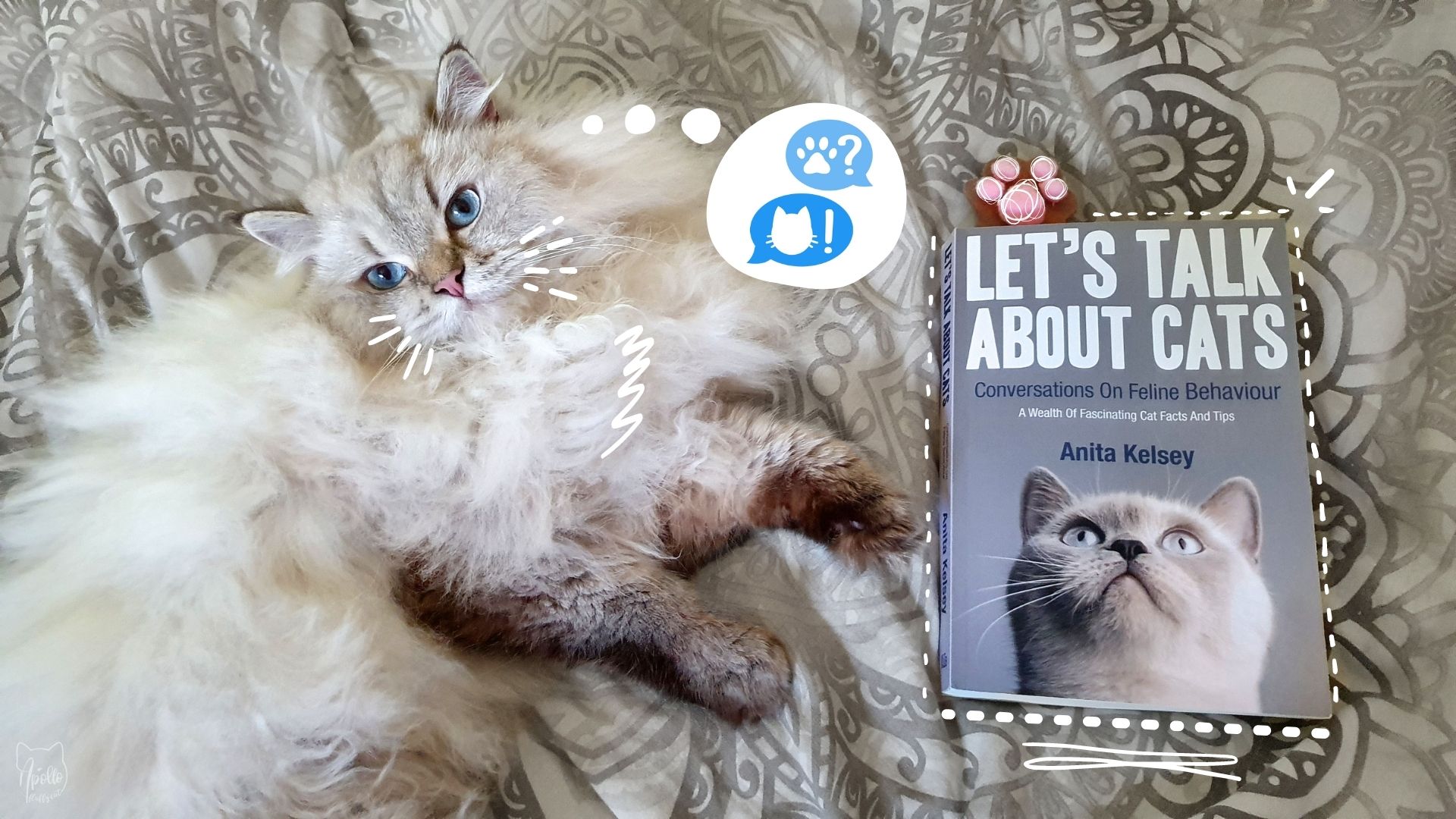 Review: Let’s Talk About Cats book by Anita Kelsey